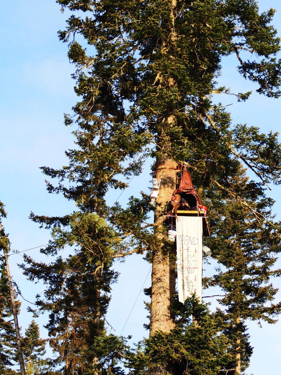 TreeSitUnion's tweet image. 🚨🚨🚨BREAKING: Treesitters are defending against mature forest logging on @waDNR land. Call @CPL_Dave and tell him to cancel the Parched sale and end legacy forests logging NOW: 306-902-1000 ext 4