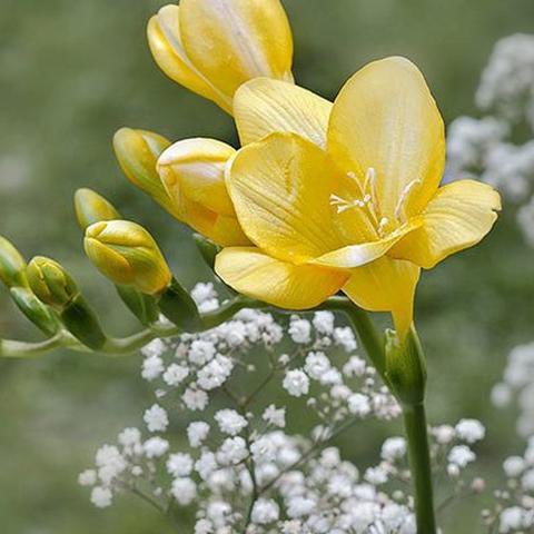 GiftGuideBGI's tweet image. The Best Flowers for Mother's Day (and their meaning)!

💐🌷🌹🪻🌼🌸🌺🌻🌹💐🌷🌼🌸🪻🌺

Sending flowers on Mother’s Day is even better when the flowers you pick are as meaningful as they are magnificent.

interflora.co.uk/blog/the-best-… via @InterfloraUK