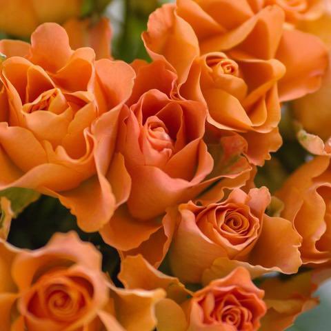 GiftGuideBGI's tweet image. The Best Flowers for Mother's Day (and their meaning)!

💐🌷🌹🪻🌼🌸🌺🌻🌹💐🌷🌼🌸🪻🌺

Sending flowers on Mother’s Day is even better when the flowers you pick are as meaningful as they are magnificent.

interflora.co.uk/blog/the-best-… via @InterfloraUK