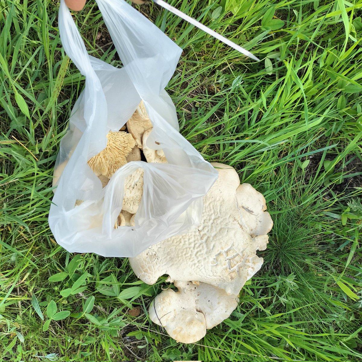 Biraz yorucu oldu ama ÇAKŞIR MANTARI'na değdi. Bende bu lezzete hastayım