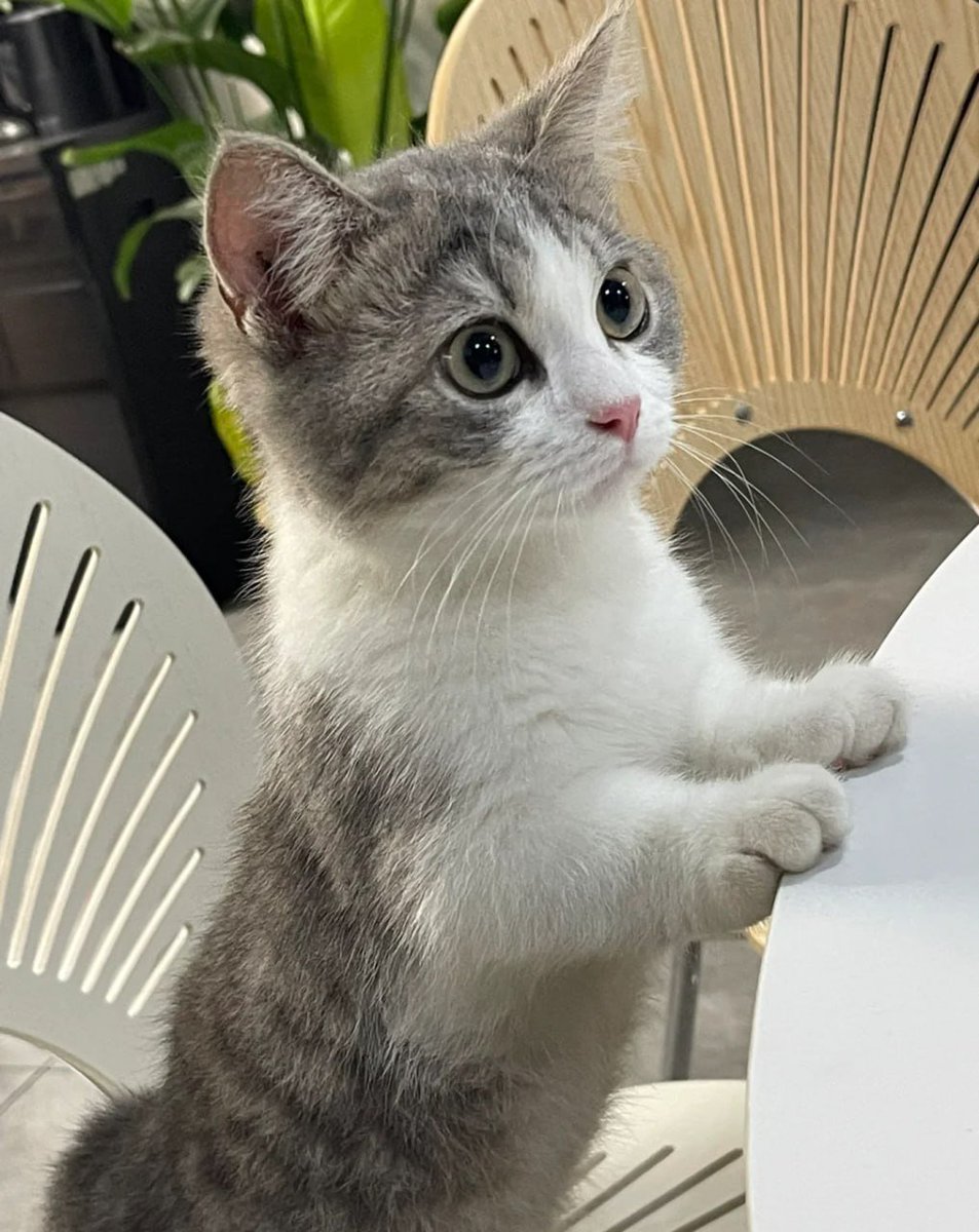 #cat #pet 

The four-month-old baby was so cute on the second day after arriving home. He was not afraid of strangers at all and was very clingy.