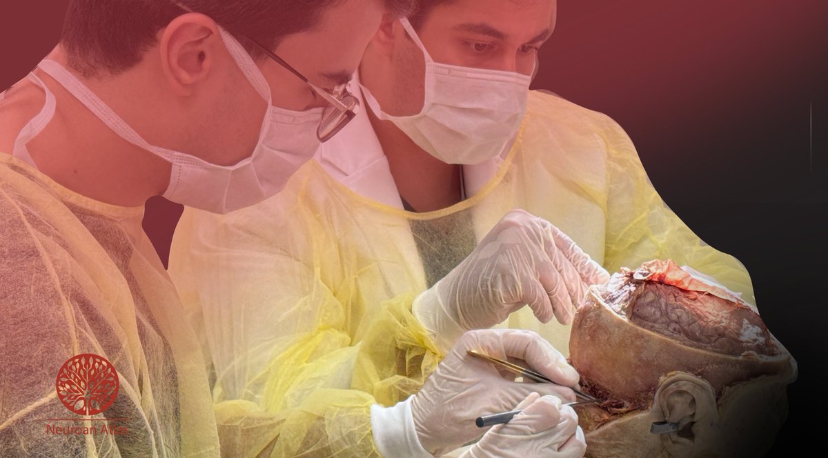 Neuroan Atlas tweet media