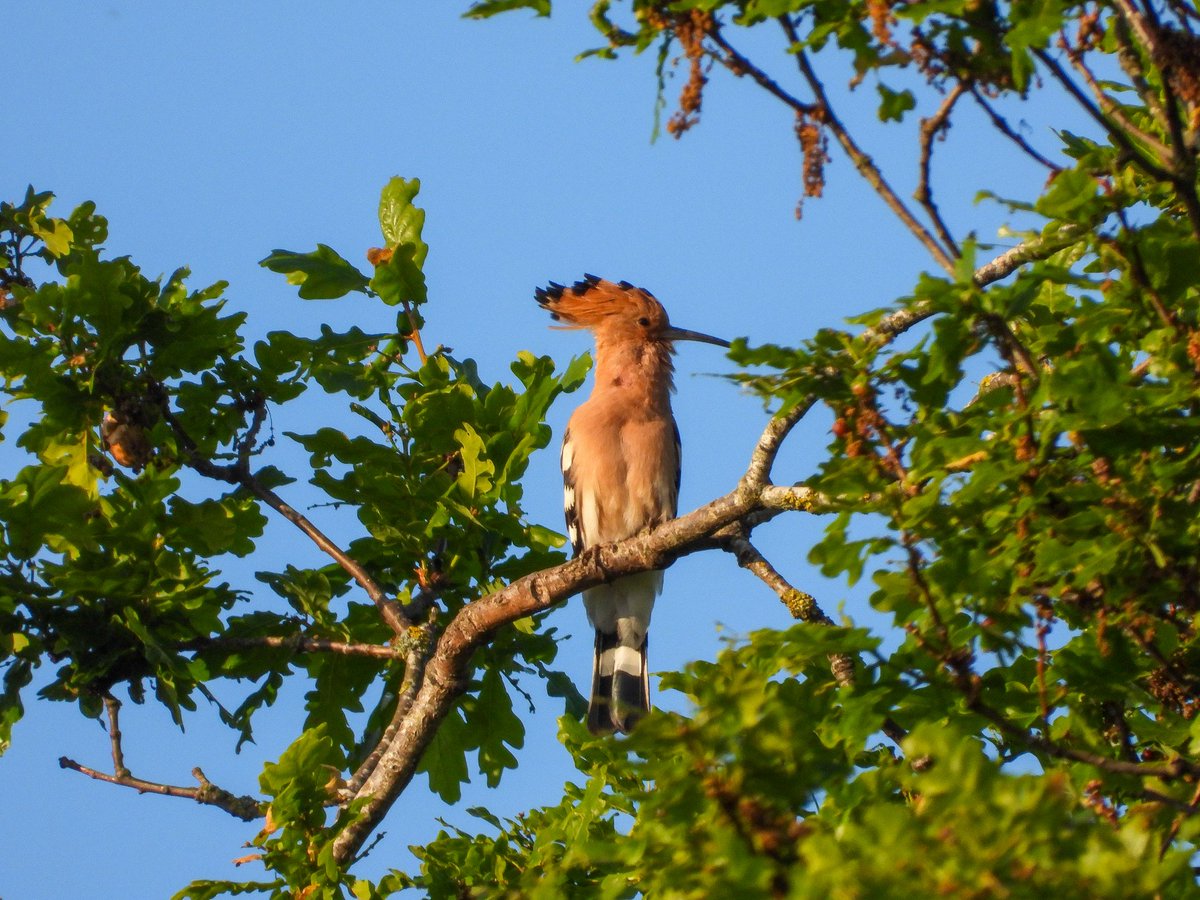 WingedBliss's tweet photo. 2025 has been incredible for birding so far — so many firsts already! Added another tonight.
Spending my Friday evening with Mr. Hoopoe 🥰

Only chance I’ll get to bird this weekend, so I’very embraced it! 😕🪶 https://t.co/PKq44lHzN2