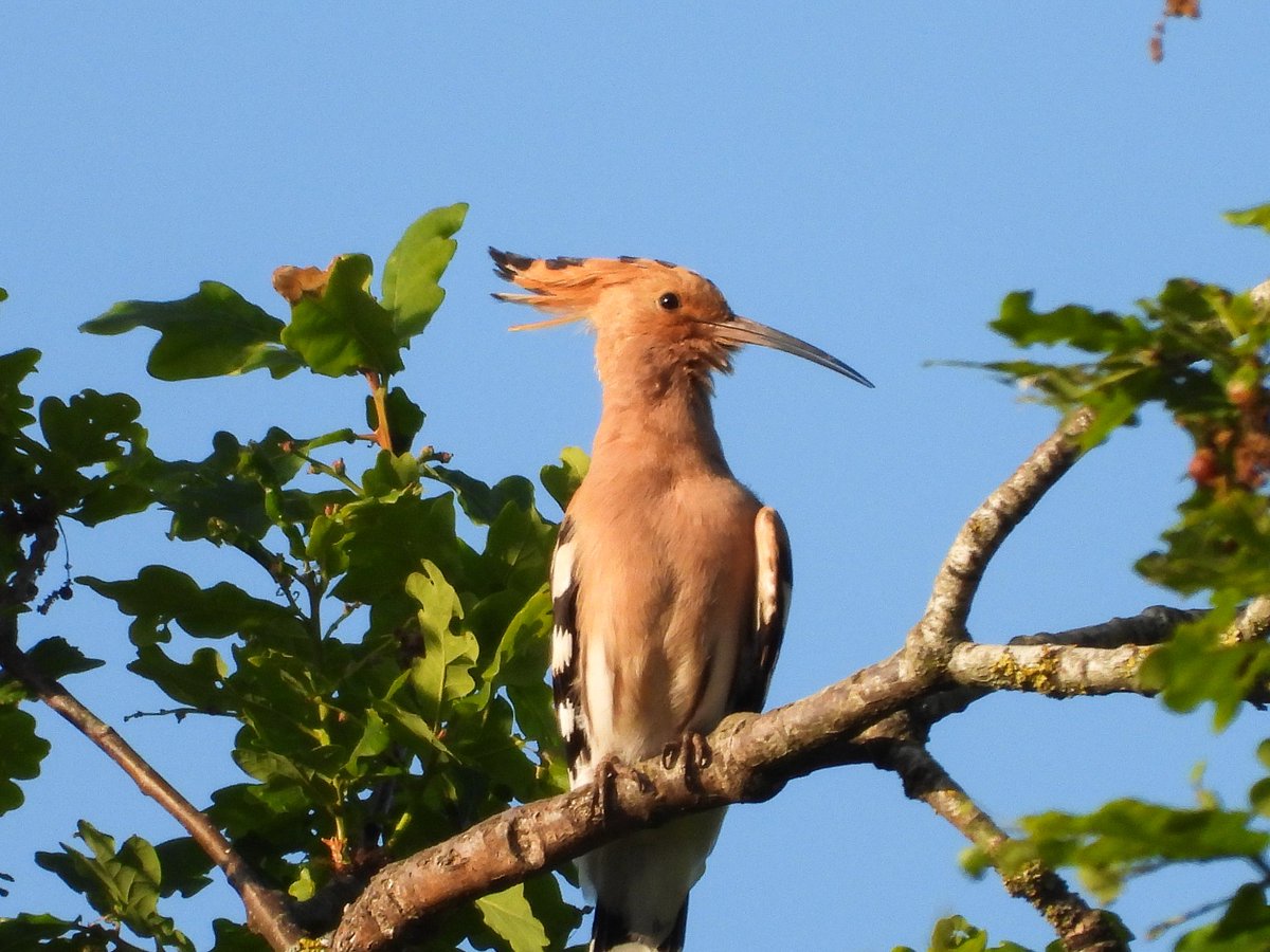 WingedBliss's tweet photo. 2025 has been incredible for birding so far — so many firsts already! Added another tonight.
Spending my Friday evening with Mr. Hoopoe 🥰

Only chance I’ll get to bird this weekend, so I’very embraced it! 😕🪶 https://t.co/PKq44lHzN2