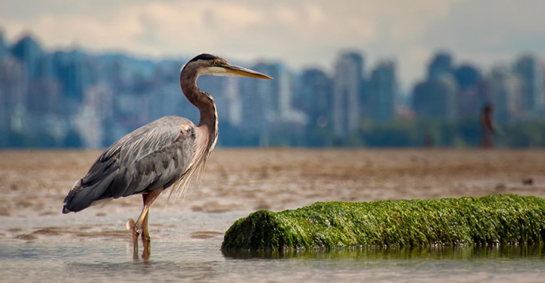 UN Biodiversity (@unbiodiversity) on Twitter photo "Just as birds whizzing across oceans and continents, we too must work across sectors, cultures, and communities, flocking together, like birds of a feather, and accelerating action." -- <a href="/SchomakerAstrid/">Astrid Schomaker</a>
Full #WorldMigratoryBirdDay statement: ➡️cbd.int/article/world-… "Just as birds whizzing across oceans and continents, we too must work across sectors, cultures, and communities, flocking together, like birds of a feather, and accelerating action." -- <a href="/SchomakerAstrid/">Astrid Schomaker</a>
Full #WorldMigratoryBirdDay statement: ➡️cbd.int/article/world-…