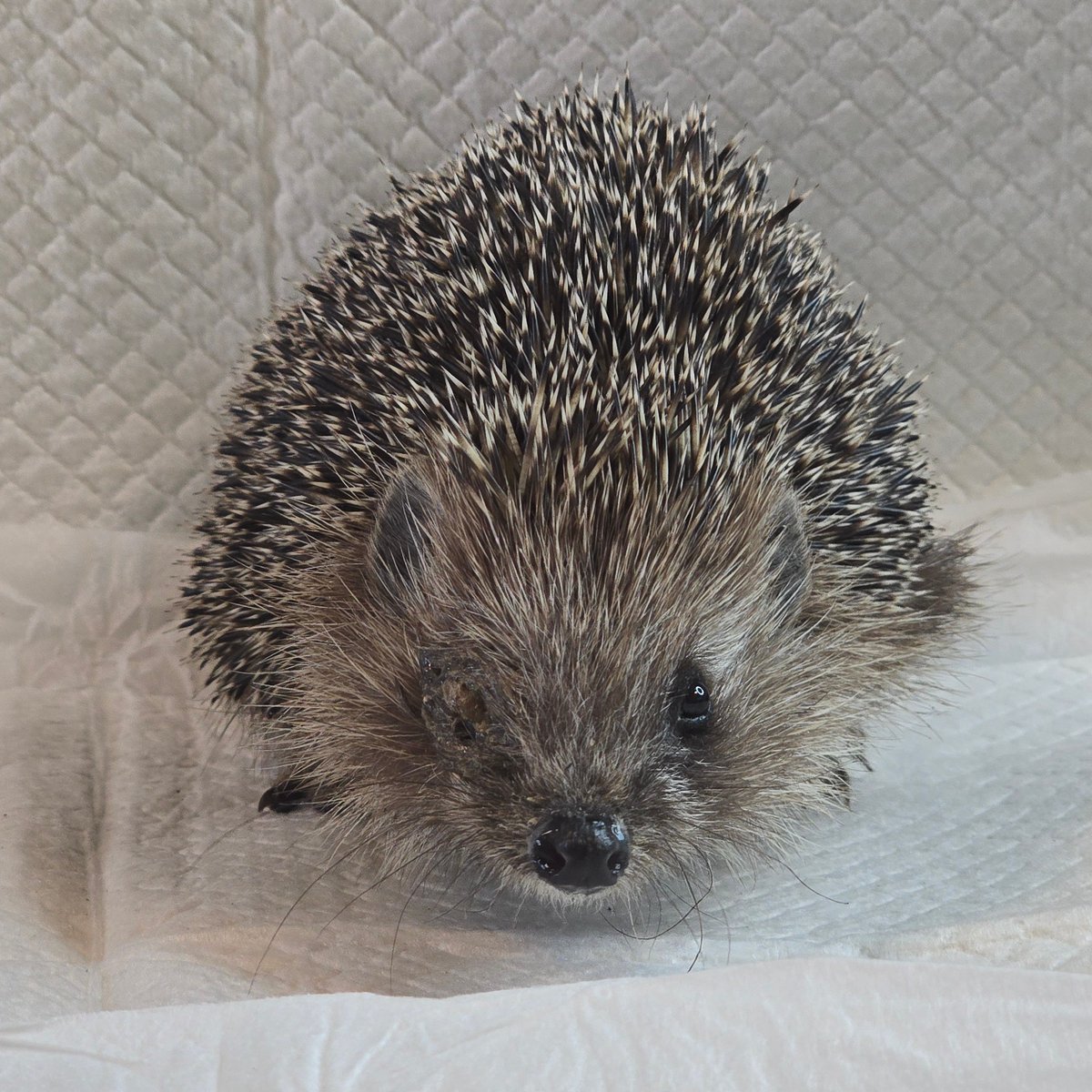 Wszystkie przyjęte w ostatnich dniach jeże mogłyby brać udział w zawodach pod tytułem "który z nas jest najbardziej odwodniony a mimo to przeżyje". Nieformalnym zwycięzcą konkursu wśród jeży przyjętych od początku maja został Miluś, znaleziony na ulicy Miłej w Nowym Dworze