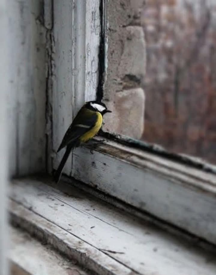 لا شيء يشبه حنيني اليك سوى طائر ينظر الى السماء بحسرة و قد كسرت جناحاه.💔