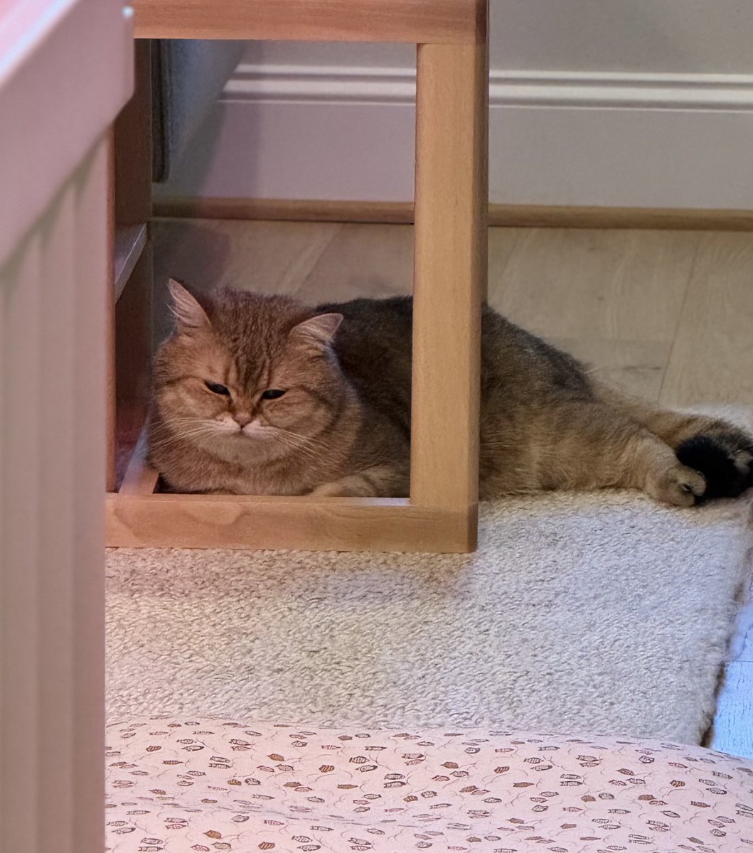 ふたごのぽてーs😽🥔 tweet media