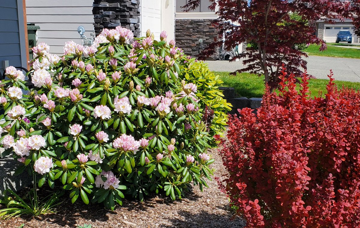 CAS369741's tweet image. Rhododendrons are in full bloom. So pretty right now.