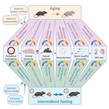 Intermittent fasting boosts sexual behavior by limiting the central availability of tryptophan and serotonin dlvr.it/TKgNh1