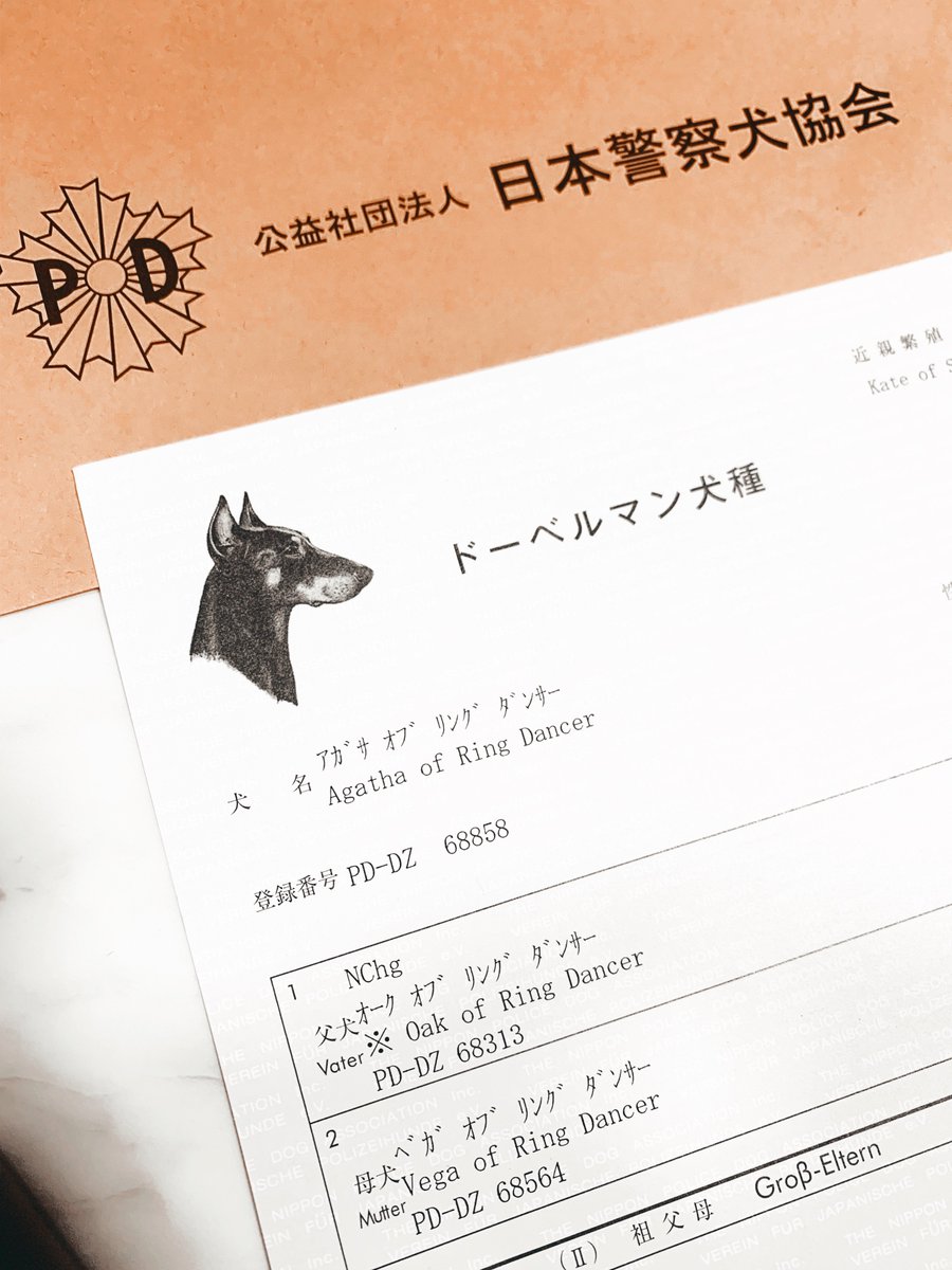 Chan_Uhi's tweet photo. 血統書届きました✨
かっこいいね〜

#犬 #犬のいる暮らし　#子犬　#ドーベルマン　#ヨーロピアンドーベルマン #犬のいる生活 https://t.co/cZKhSnSvBy