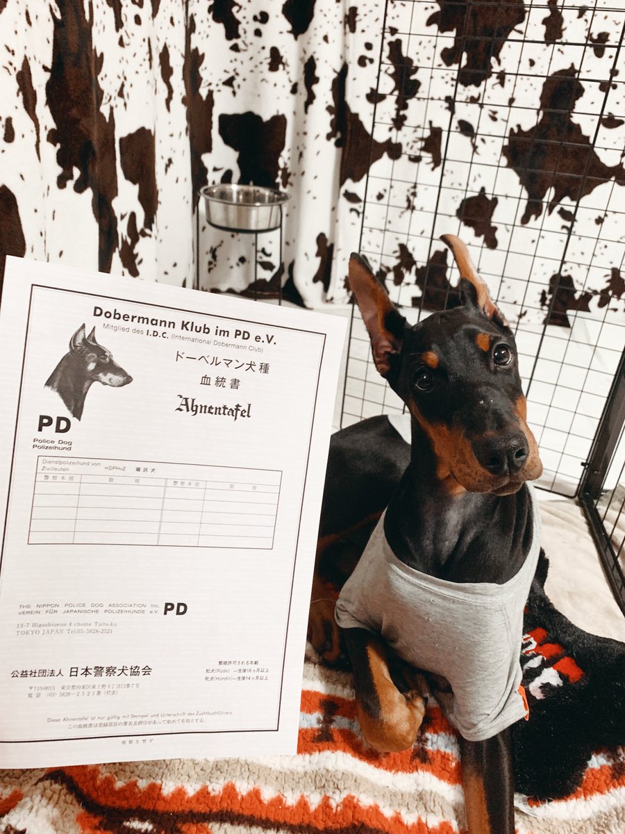 Chan_Uhi's tweet photo. 血統書届きました✨
かっこいいね〜

#犬 #犬のいる暮らし　#子犬　#ドーベルマン　#ヨーロピアンドーベルマン #犬のいる生活 https://t.co/cZKhSnSvBy