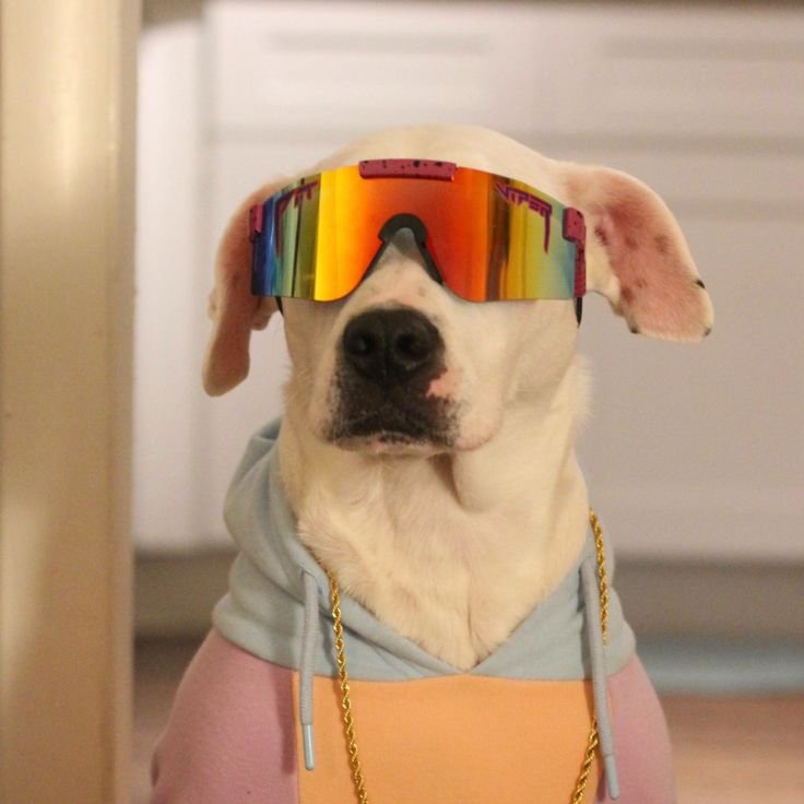 DogWifPitViper's tweet photo. chained up with my dog homies #dogwifpitviper https://t.co/TLPCdX0IgR