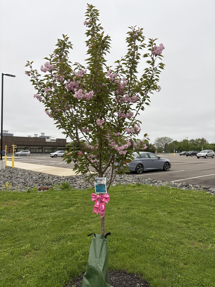 I pulled into our complex today to see our very special Amy Rial memorial tree blooming. After just being in the ground since the fall, it’s blooming with strength and pride just like Amy always did. We miss you dearly! 🥺😇🪽🙏 #ISinnovators #remembrance #BeMoreAmy