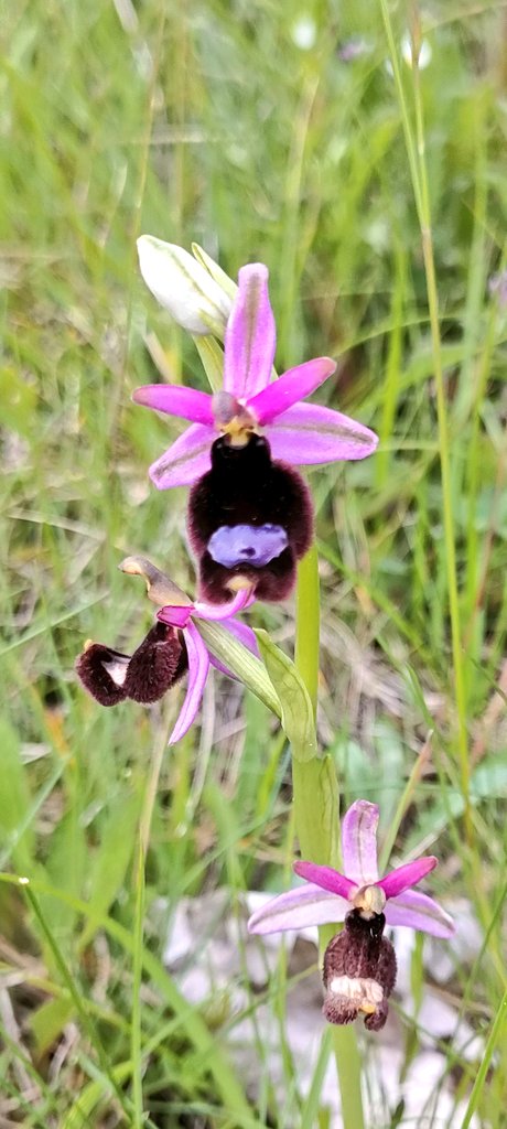 Tom Mabbett (@tommabbett) on Twitter photo Brilliant day exploring the Naturetrek Reserve in Abruzzo, Italy. Special meadows stealing the show with 16 orchid species so far. Three-toothed, Naked Man & Bertoloni's Bee Orchid here and a meadow full of Elder-flowered Early Purple and Green-winged Orchids <a href="/naturetrektours/">Naturetrek</a> Brilliant day exploring the Naturetrek Reserve in Abruzzo, Italy. Special meadows stealing the show with 16 orchid species so far. Three-toothed, Naked Man & Bertoloni's Bee Orchid here and a meadow full of Elder-flowered Early Purple and Green-winged Orchids <a href="/naturetrektours/">Naturetrek</a>