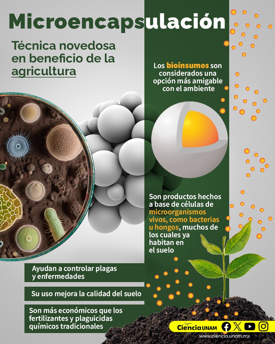 #Tecnología | Hoy te contamos sobre #microencapsulación, técnica que brinda protección a los bioinsumos, útiles en la expansión de la #agricultura ecológica: bit.ly/439sw7S
Una investigación del <a href="/ibt_unam/">Instituto de Biotecnología UNAM</a>
