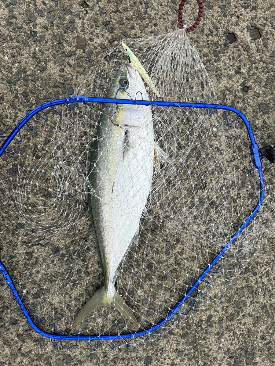 Mu08sw's tweet image. せいせい！