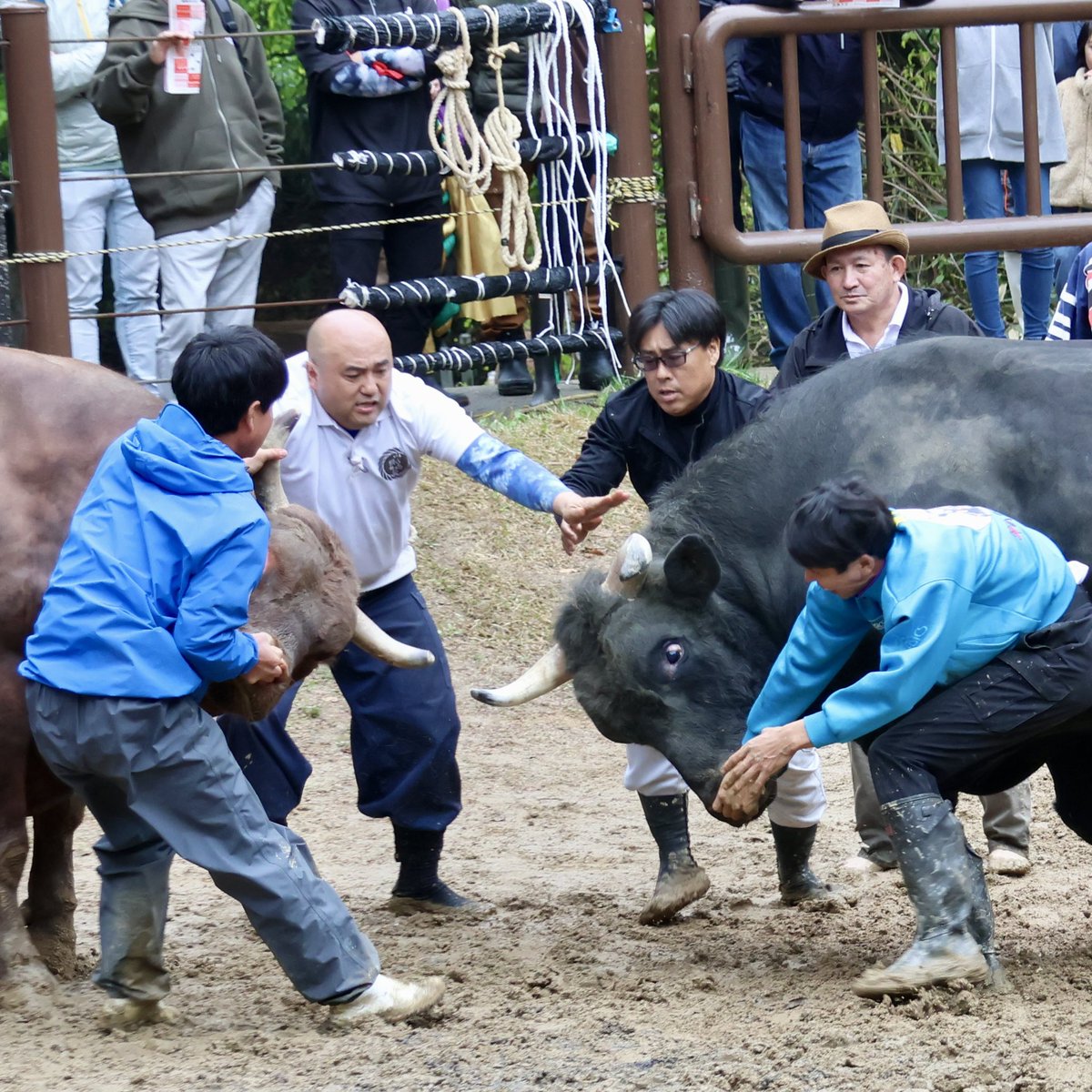 1トン前後の牛を、傷つけないために素手で引き分けに持ち込む勢子さん
息子同然の牛への愛情を感じることができます。
#山古志 #牛の角突き
次回開催は5/25(日)です。
前日開催の大運動会と2日連続で、山古志を満喫！楽しみです。