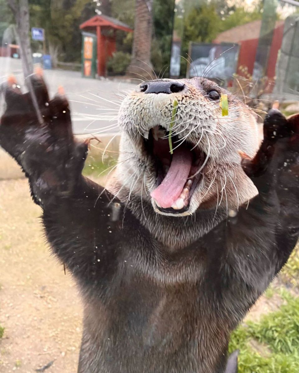 Happy #FursuitFriday with my lovely <a href="/mustelids/">o</a>