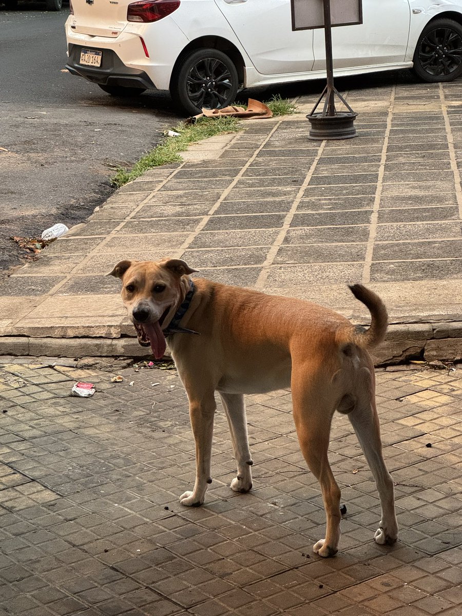vdcm (@vdcm_11) on Twitter photo HOLA <a href="/perdidospy/">Mascotas Perdidas Py 🇵🇾</a> encontré este perrito precioso y buenísimo sobre la calle General Bruguez frente a COPACO casi Teodoro Mongelos 🥲
RT porfa se nota que está perdido!!!!!!!!!!! HOLA <a href="/perdidospy/">Mascotas Perdidas Py 🇵🇾</a> encontré este perrito precioso y buenísimo sobre la calle General Bruguez frente a COPACO casi Teodoro Mongelos 🥲
RT porfa se nota que está perdido!!!!!!!!!!!