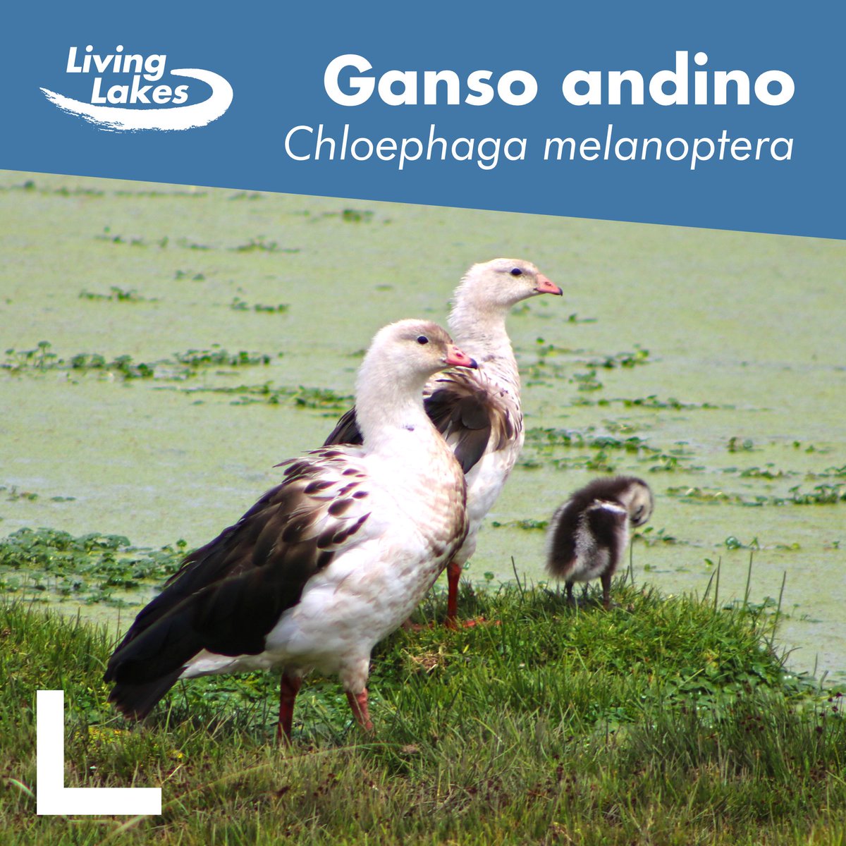 LL_Titicaca's tweet photo. 🌐✈️ Migrando por el cielo del altiplano, el Lago #Titicaca recibe cada año a ilustres visitantes alados; alrededor de 40 especies de aves migratorias que viajan miles de kilómetros en busca de descanso y alimento. 🦩🪶 #Perú #Bolivia https://t.co/aM2caXBRLL
