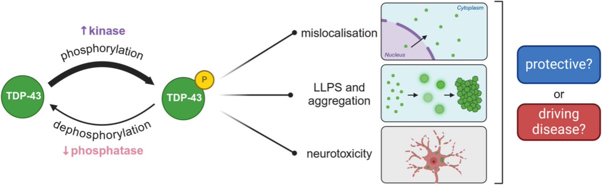 Molecular Neurodegeneration (@molneuro) on Twitter photo 'Molecular mechanisms and consequences of #TDP43 phosphorylation in #neurodegeneration'
Elise A. Kellett <a href="/kunlebade/">Adekunle Bademosi</a> <a href="/adamkeithwalker/">Adam Walker</a> <a href="/WalkerNeuroLab/">Walker Neuro Lab</a> <a href="/QldBrainInst/">Queensland Brain Institute, UQ</a> #ALS #FTD
bit.ly/4j0Bmee 'Molecular mechanisms and consequences of #TDP43 phosphorylation in #neurodegeneration'
Elise A. Kellett <a href="/kunlebade/">Adekunle Bademosi</a> <a href="/adamkeithwalker/">Adam Walker</a> <a href="/WalkerNeuroLab/">Walker Neuro Lab</a> <a href="/QldBrainInst/">Queensland Brain Institute, UQ</a> #ALS #FTD
bit.ly/4j0Bmee