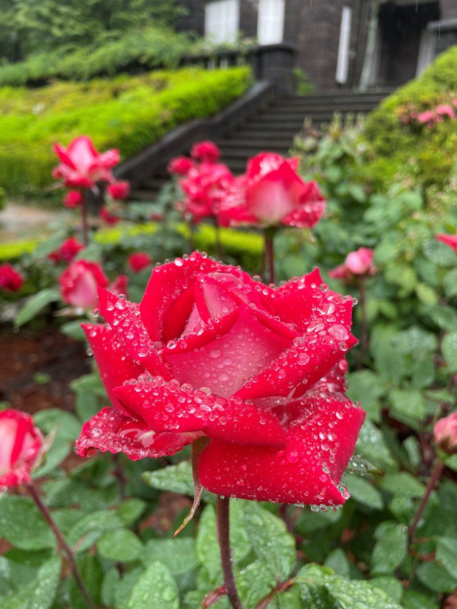 旧古河庭園 on X