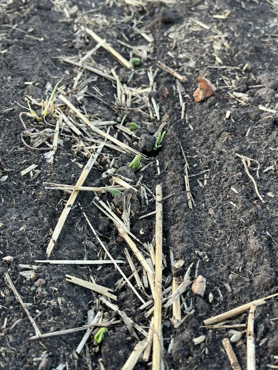 We have beanie babies! Faba beans just starting to emerge.  Must have done something right two weeks ago 😅.

#Cdnag