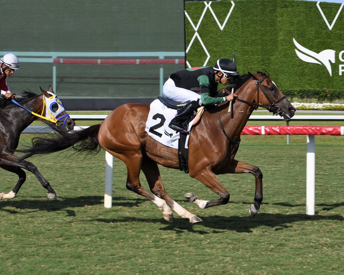 Meistersinger surges late to score in race 9, ridden by <a href="/zayas_edgardo/">Edgardo Zayas</a> and trained by <a href="/markecasse/">Mark Casse</a>. #GulfstreamPark #RoyalPalmMeet