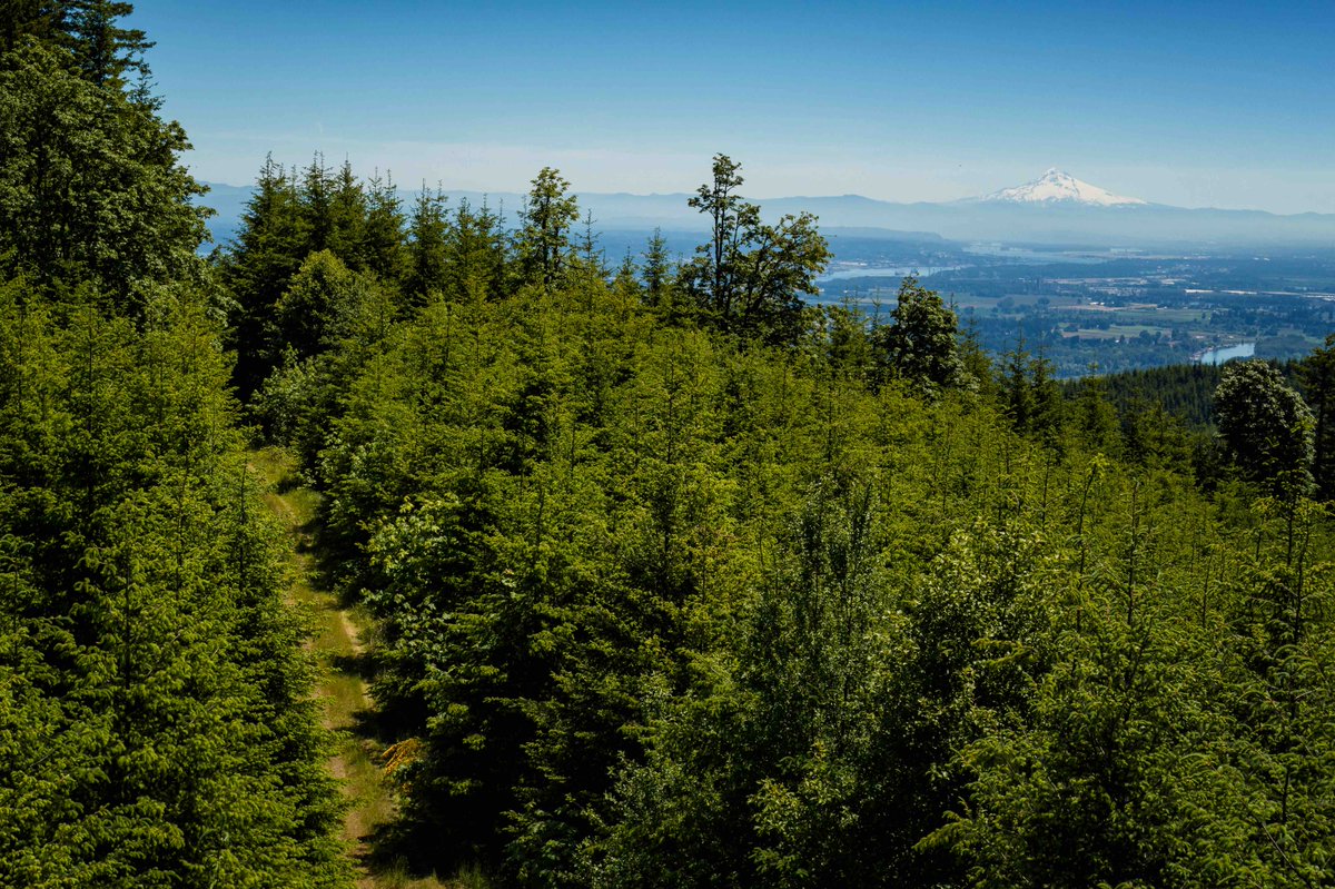 You’ve heard “Keep Portland weird,” but we’re celebrating a milestone that will keep Portland woodsy. Over 40 miles of trail and 3,110 acres are now permanently protected for people, wildlife, and forest research. 🚵‍♂️🌲🥾 t4pl.org/432YmTR