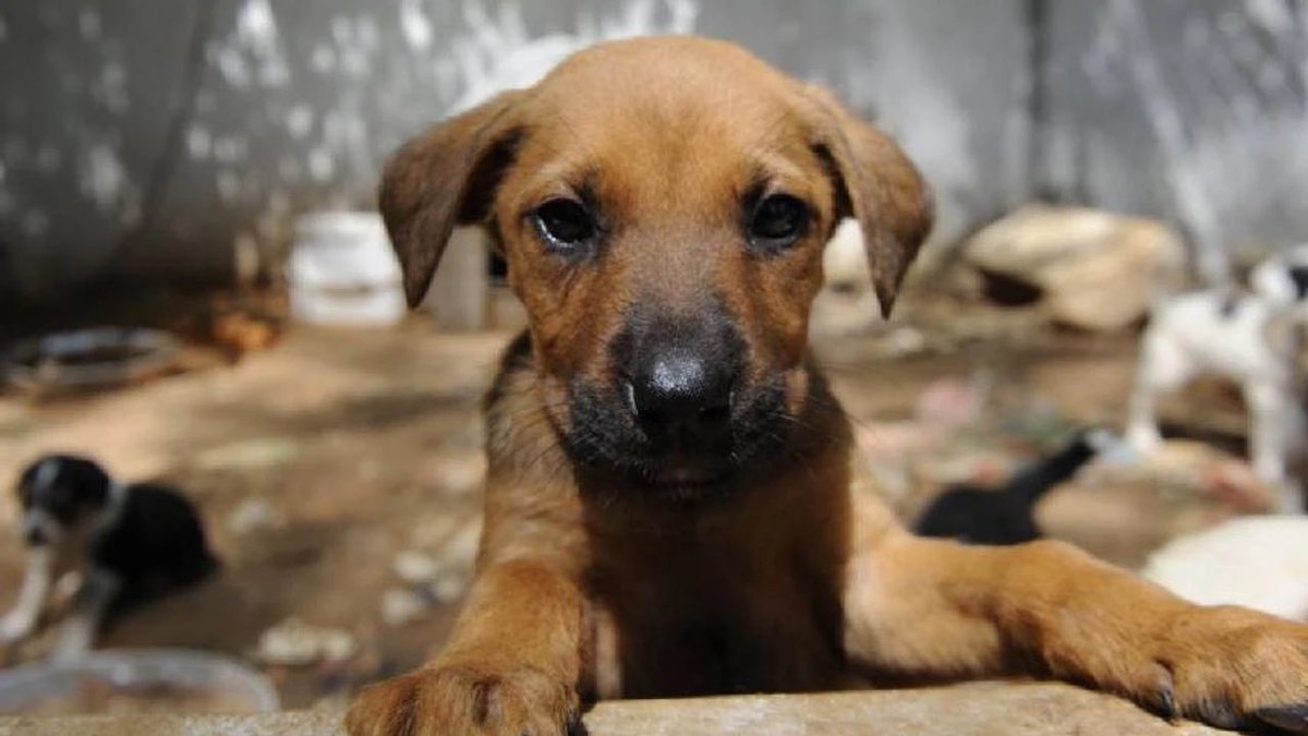 CHP'li Bodrum Belediyesi'ne başıboş sokak hayvanlarını tedavi edip doğaya saldığı için 100.000.000 TL ceza kesildi.