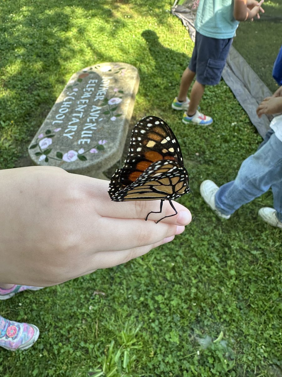 Butterflies…there were many to be found flying around the <a href="/joynerTPSD/">Joyner Elementary</a> Discover Garden today. It was butterfly release day.