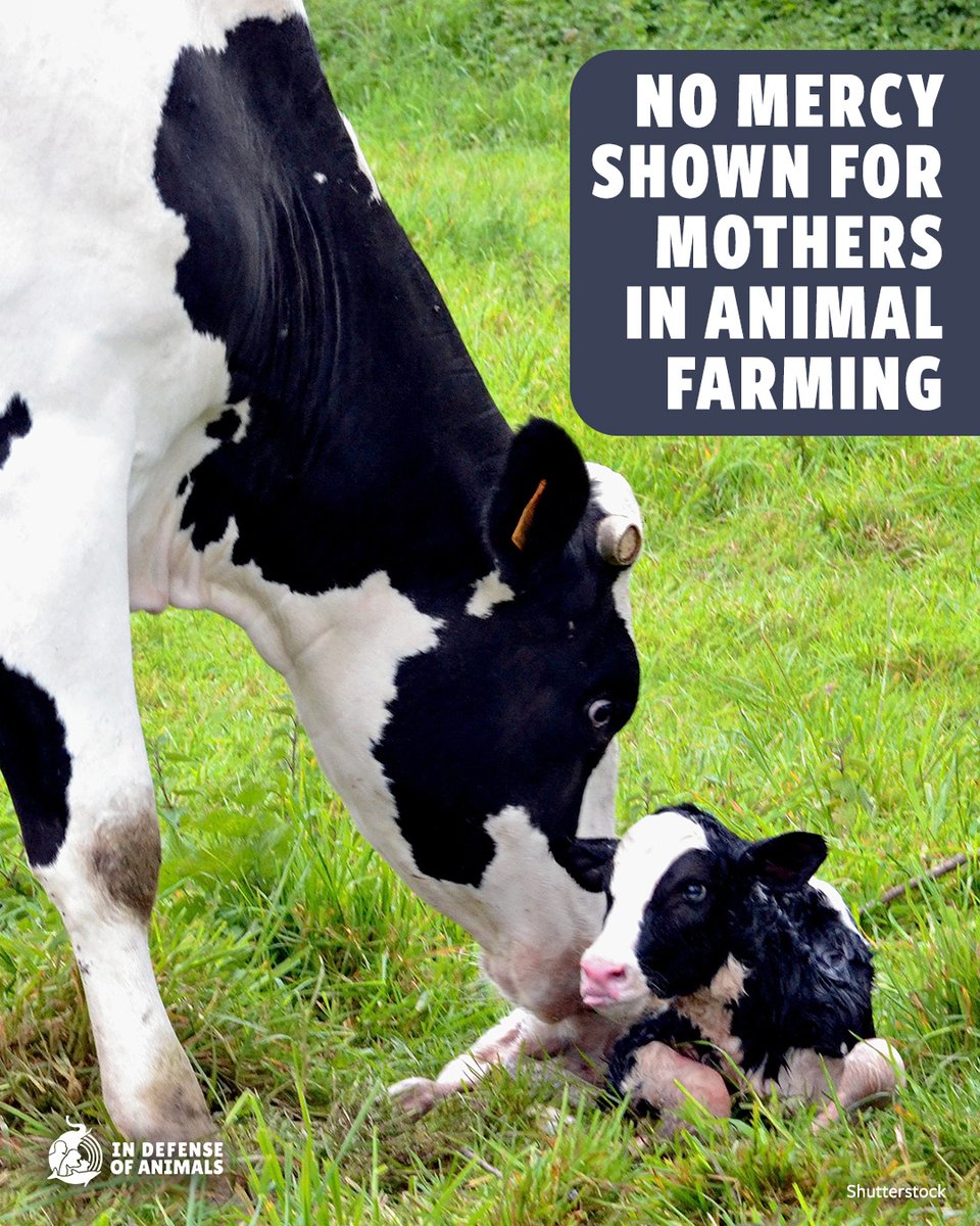 Speak up for all #MothersAndBabies. #AnimalFarming uses, torments &amp; kills mothers &amp; their babies too. None of it is #Humane. 
Learn more: bit.ly/44xqT6u
Pls RT and support our work: bit.ly/3GZYax8
#MothersDay