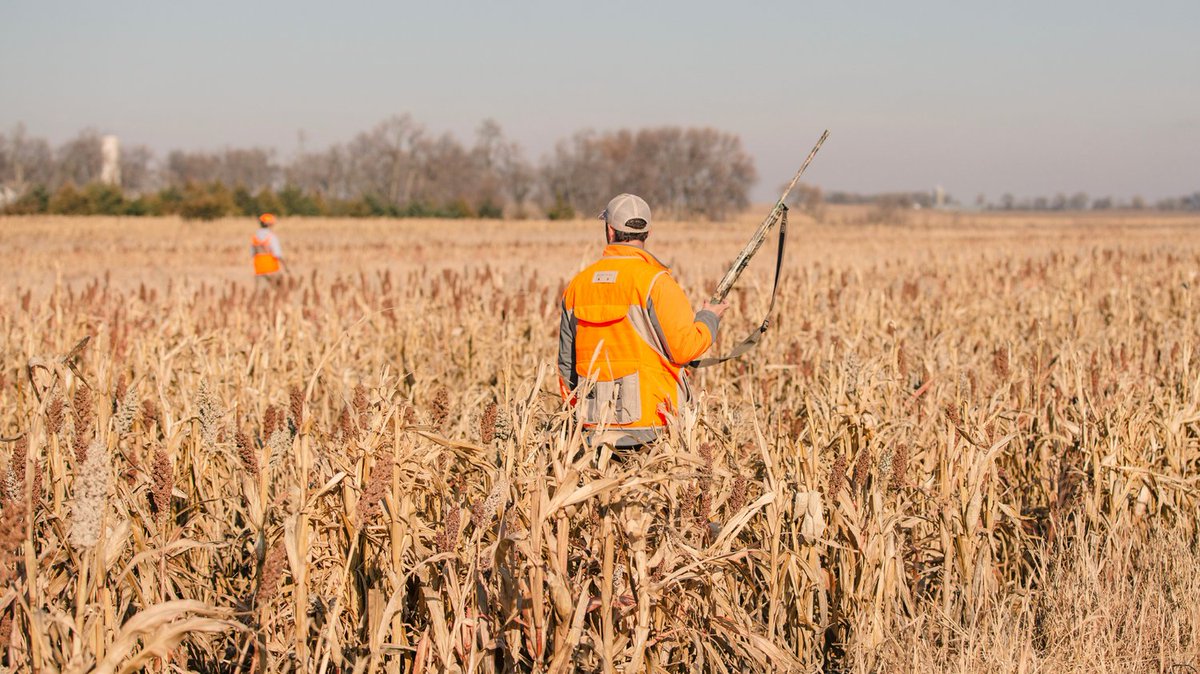 Todd is busy getting all the crops planted and providing the best habitat for the birds to strive in.  6,000 acres of pristine habitat for all our hunters to experience. 

Good habitat makes for great hunting.  Thank a FARMER today! 

#habitat #pheasants