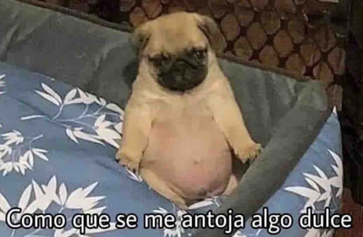 El Guarromántico tweet media