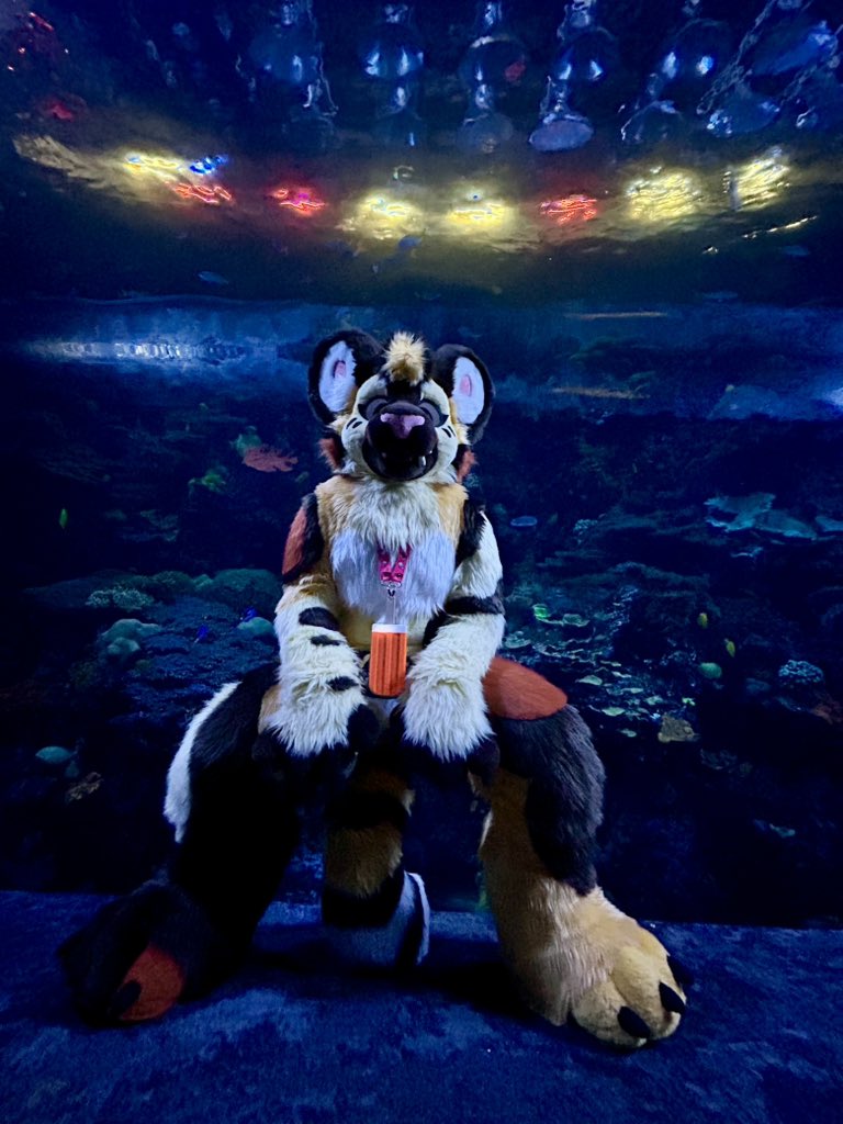 Savvy -sorreldragowl.bsky.social (@sorreldragowl) on Twitter photo Lights, cameras, aquarium!!
Had a blast at #FWAFURRYTAKEOVER at the GA Aquarium! Such amazing creatures
๐ธ: <a href="/_zenithmoon/">Zenith ๐ฆ๐๐โโฌ</a>
#FWA2025 #Furry #Fursuiter Lights, cameras, aquarium!!
Had a blast at #FWAFURRYTAKEOVER at the GA Aquarium! Such amazing creatures
๐ธ: <a href="/_zenithmoon/">Zenith ๐ฆ๐๐โโฌ</a>
#FWA2025 #Furry #Fursuiter