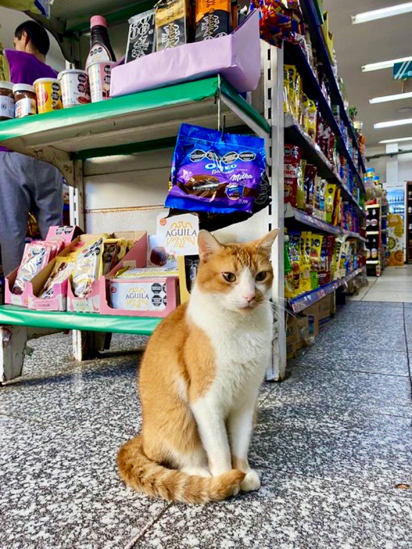 Bodega Cats (@bodegacats_) on Twitter photo 