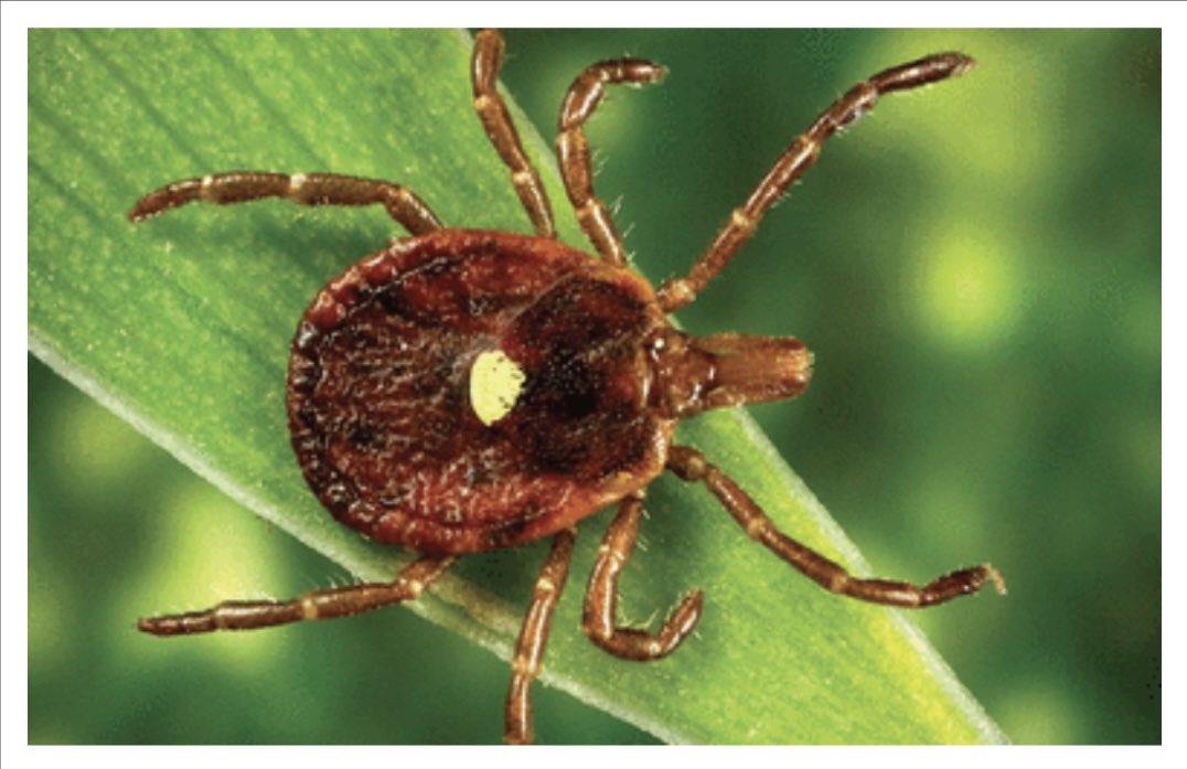 ZehraNaseemMD's tweet image. Thrilled to share our latest 📚 on Alpha-gal syndrome: Recognising and Managing a Tick-bite-related Meat Allergy
Link: ccjm.org/content/92/5/3…
Grateful for the mentorship of Dr Rubio-Tapia!
@Chatterjee_MD @AunMuhammadMD @CCF_GIFellows @CCF_IMCHIEFS