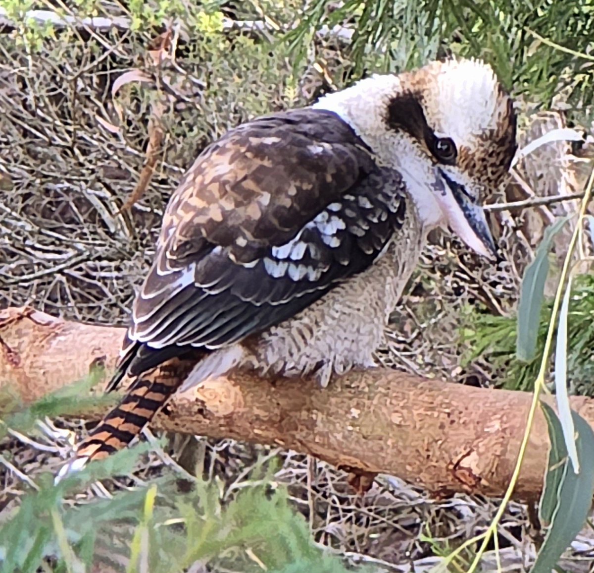 There are (apparently) 346 species of birds on Phillip Island near Melbourne. 
But few as distinctive or famous as the Kookaburra.
