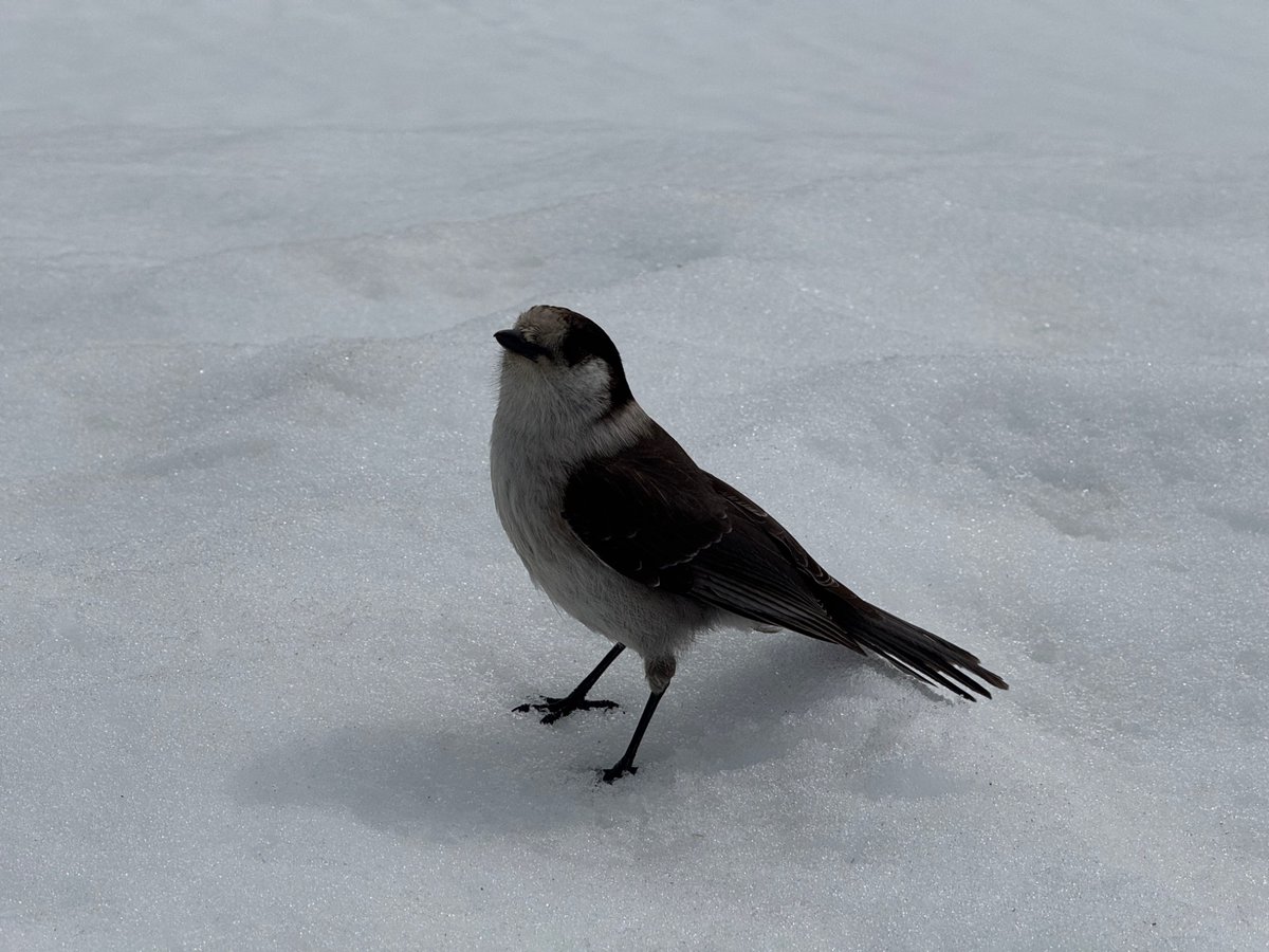 Remember to go outside and play. Beautiful 21 k hike out to Elfin Lakes.