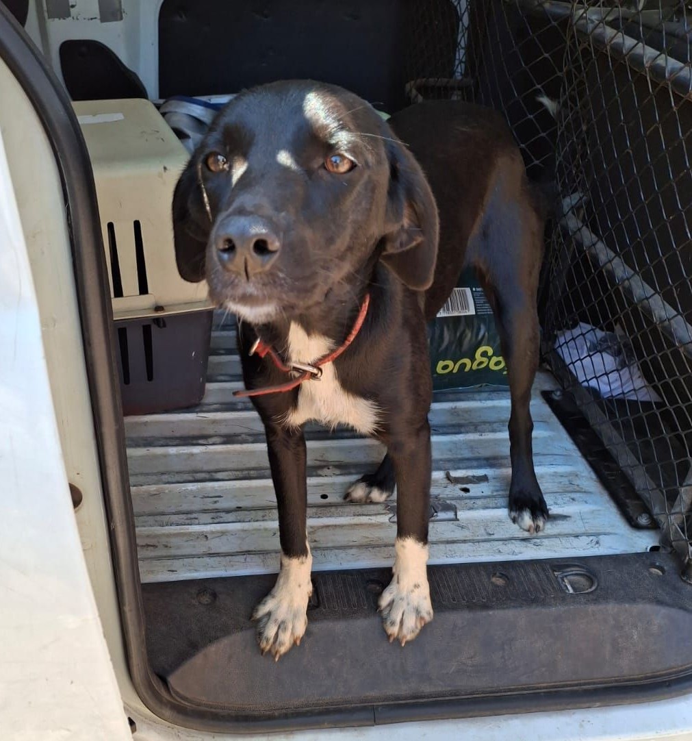 "Necesito, urgente, un hogar temporal para Teresita. Lo pago y me hago cargo de su alimentación. Está esterilizada y con vacunas al día. Si puedes ayudarme, llámame al 964117493." Favor RT! 
#Quintero