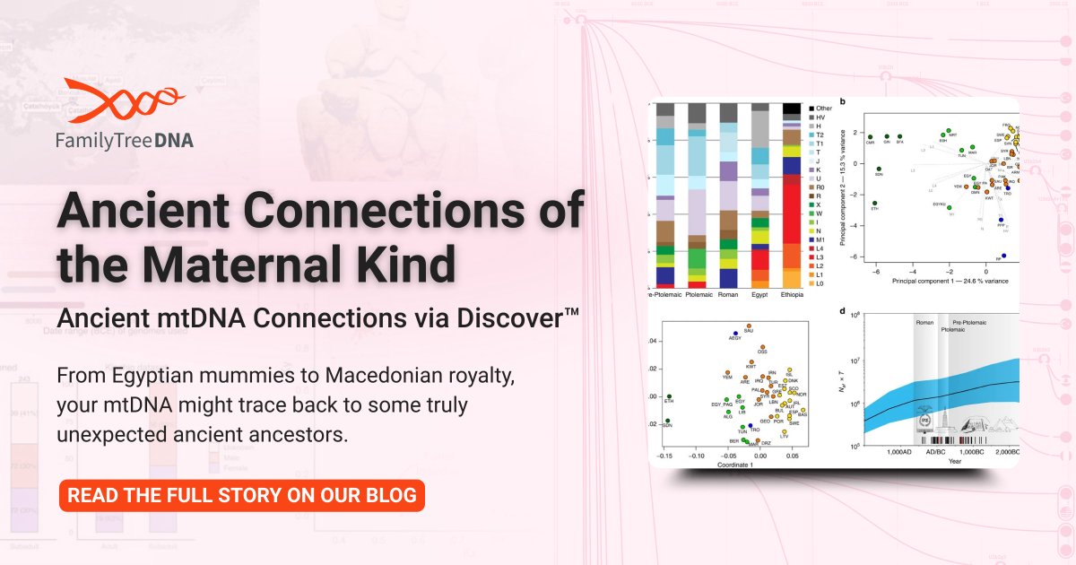 From ancient Egypt to royal Macedonia—your mtDNA could trace back to some surprising ancestors. 🧬

Explore your maternal DNA connections:
🔗 tinyurl.com/y5sw849t