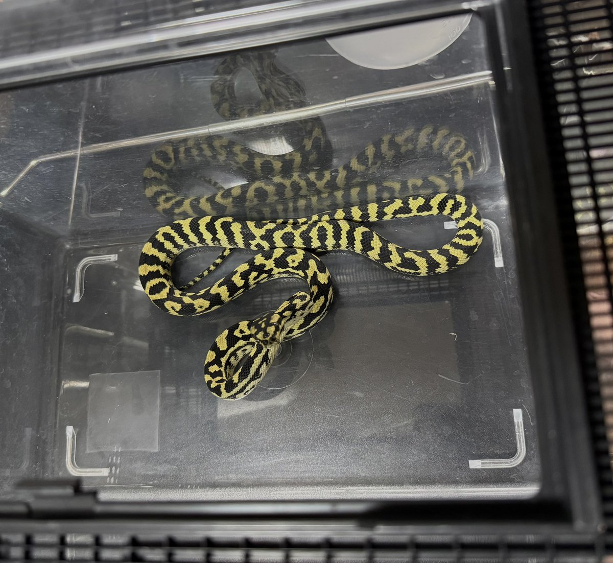 メンテついでに俯瞰の写真を。
アザングラナイトの女の子
グラナイトの女の子
暴れるゼブラhetグラナイトの男の子
ブチギレてるジャングルの男の子