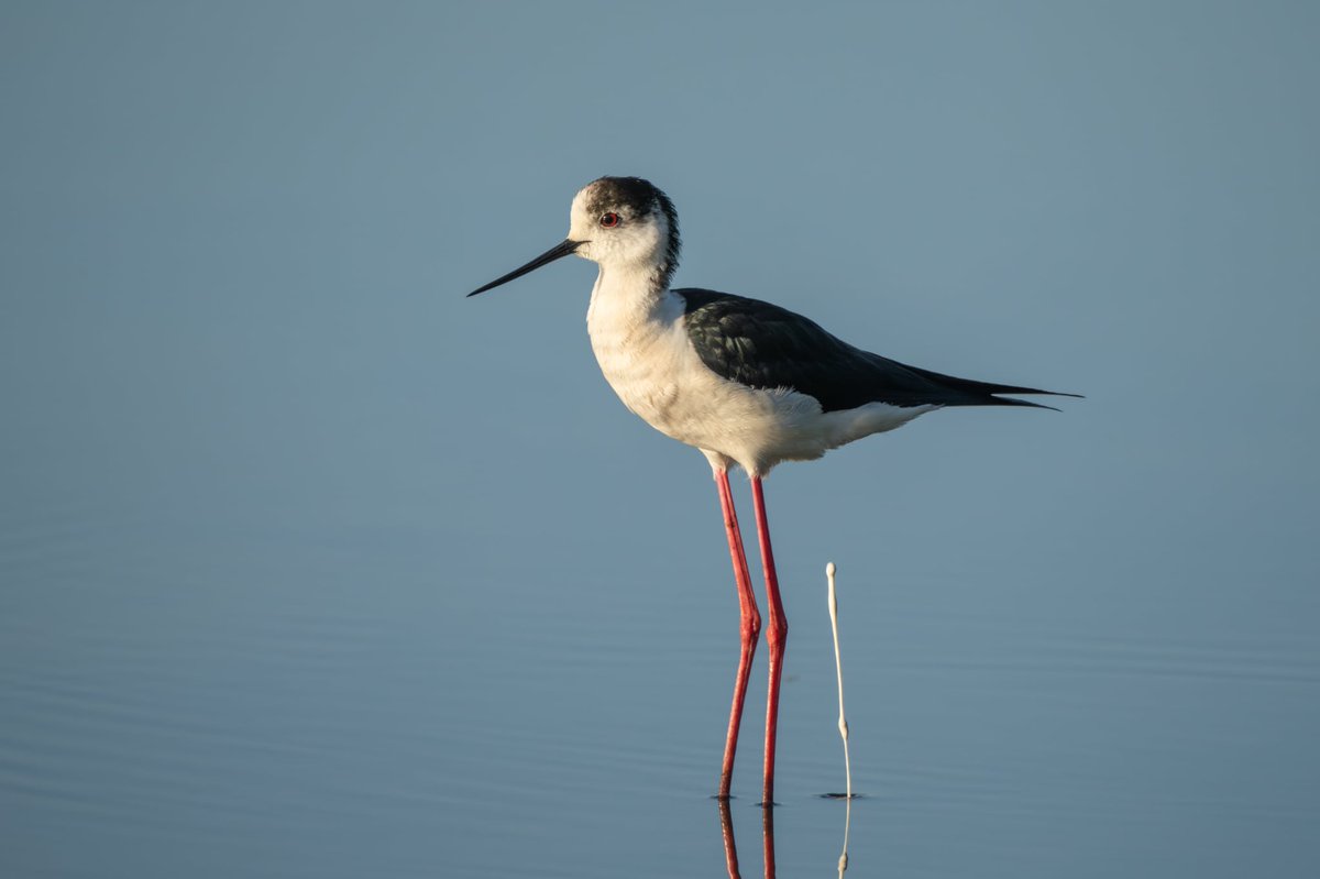 Tim White tweet media