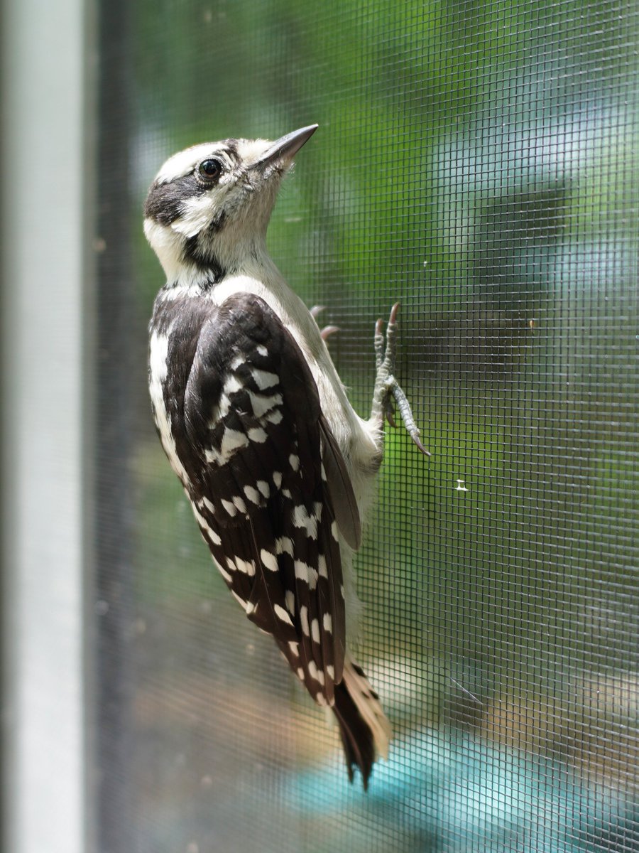 Paused <a href="/GearboxOfficial/">GearboxOfficial</a>'s <a href="/Borderlands/">Borderlands</a> PAX stream today when I saw this downy woodpecker hopping along our back door screen. It let me get pretty close for pics, but flew away soon after.

I think it was playing single-screen co-op with its reflection. 

Y'know… BIRDERLANDS. 😏