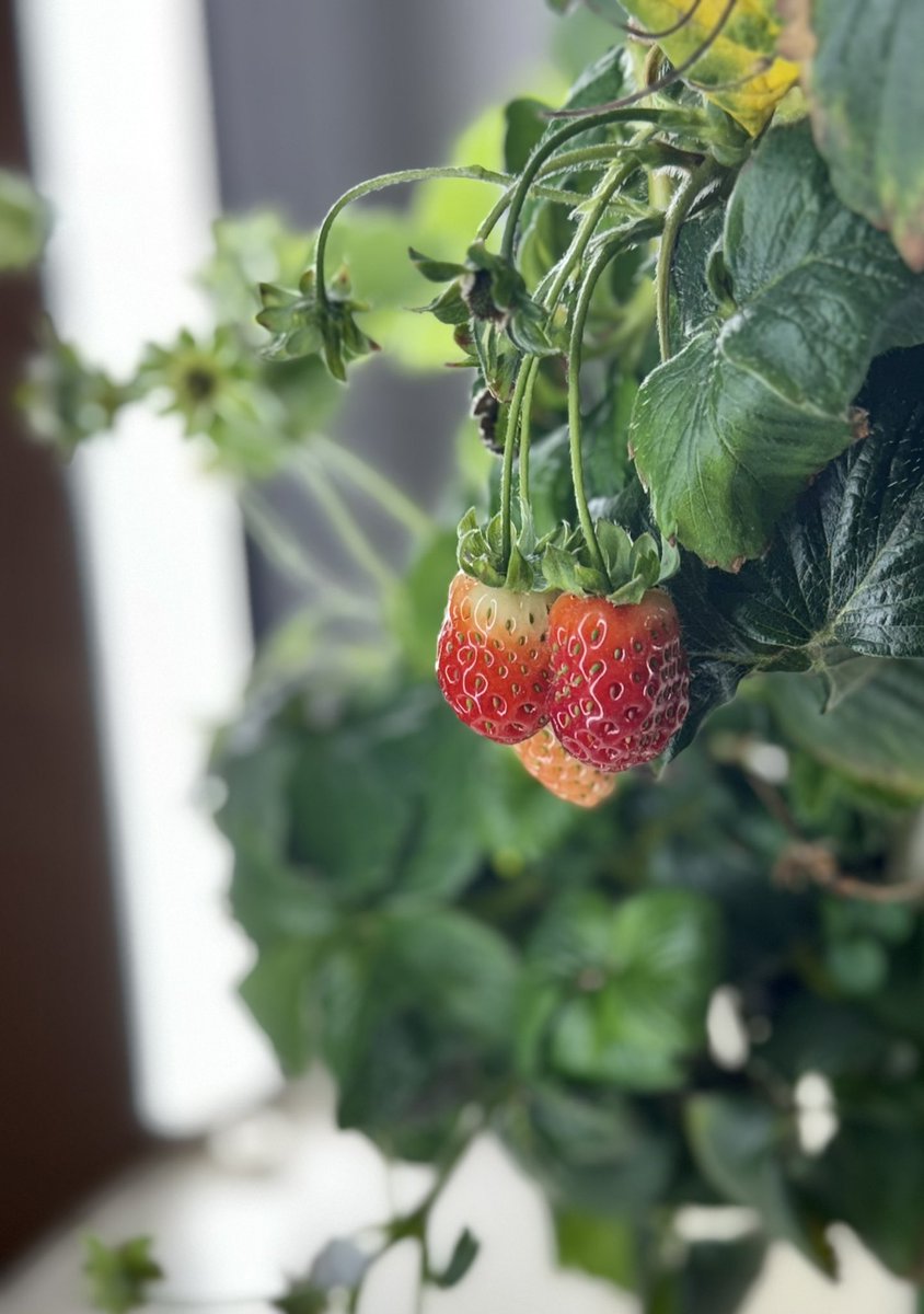 Fran Jackson Studdard tweet media