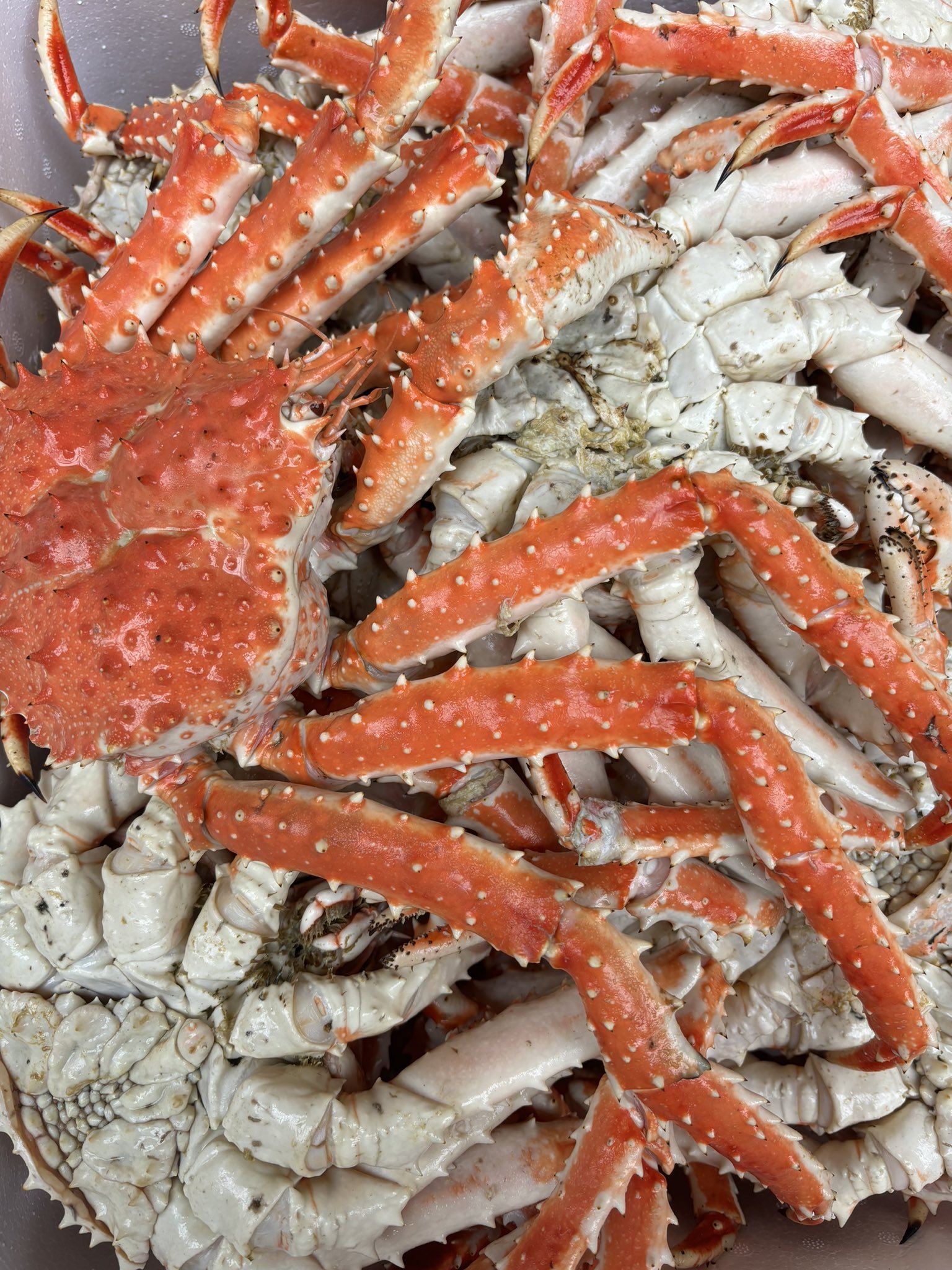 冷凍】9Lサイズ 特大たらば蟹2kg シュリンク | 通販・販売