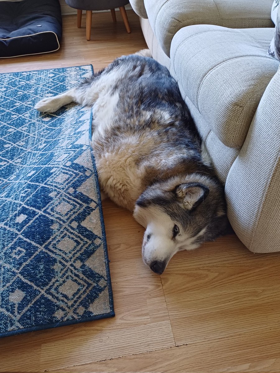 went to go check on my dog earlier today and found him like this