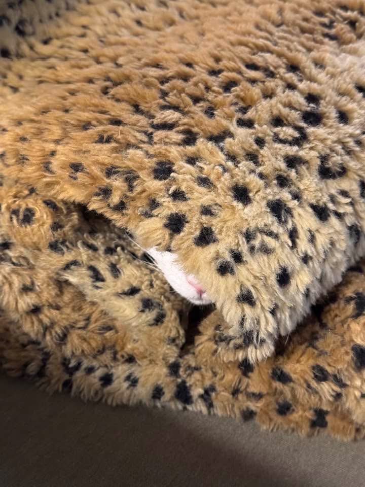 Has anyone seen Jack?????