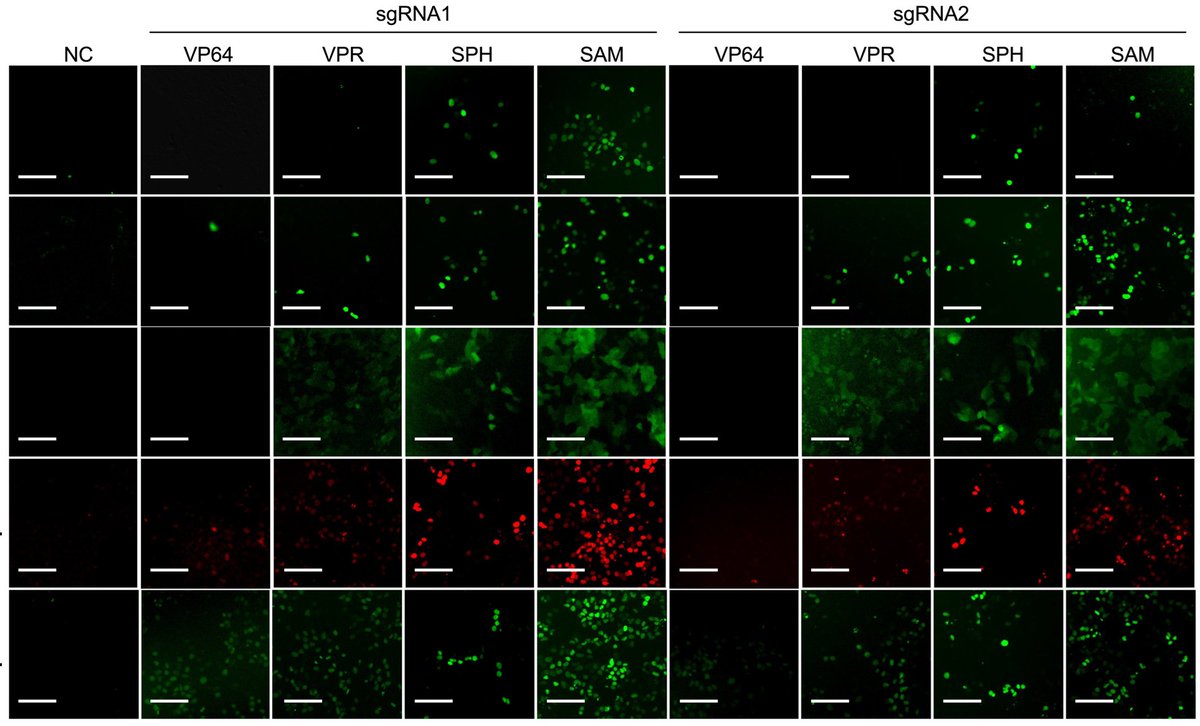 Cell Therapy News (@celltherapynews) on Twitter photo A research team from <a href="/MSKCancerCenter/">Memorial Sloan Kettering Cancer Center</a> systematically compared the efficiency of various CRISPRa systems and identified the synergistic activation mediator system as the most potent for activating silent genes in hPSCs. 🧫🧬🤫
bit.ly/4df7wBy A research team from <a href="/MSKCancerCenter/">Memorial Sloan Kettering Cancer Center</a> systematically compared the efficiency of various CRISPRa systems and identified the synergistic activation mediator system as the most potent for activating silent genes in hPSCs. 🧫🧬🤫
bit.ly/4df7wBy